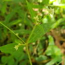 Image of Alternanthera pycnantha (Benth.) Standl.