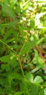 Image of Alternanthera pycnantha (Benth.) Standl.