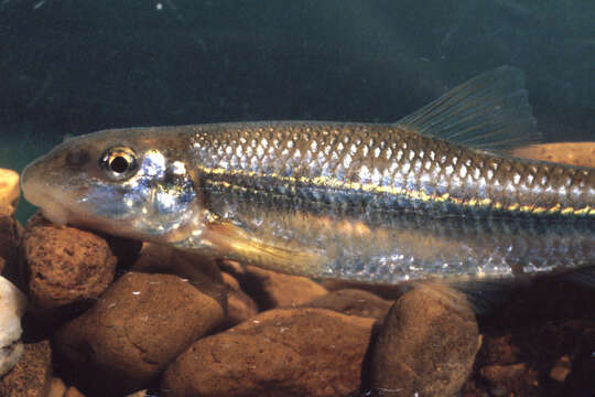 Image of Suckermouth Minnow