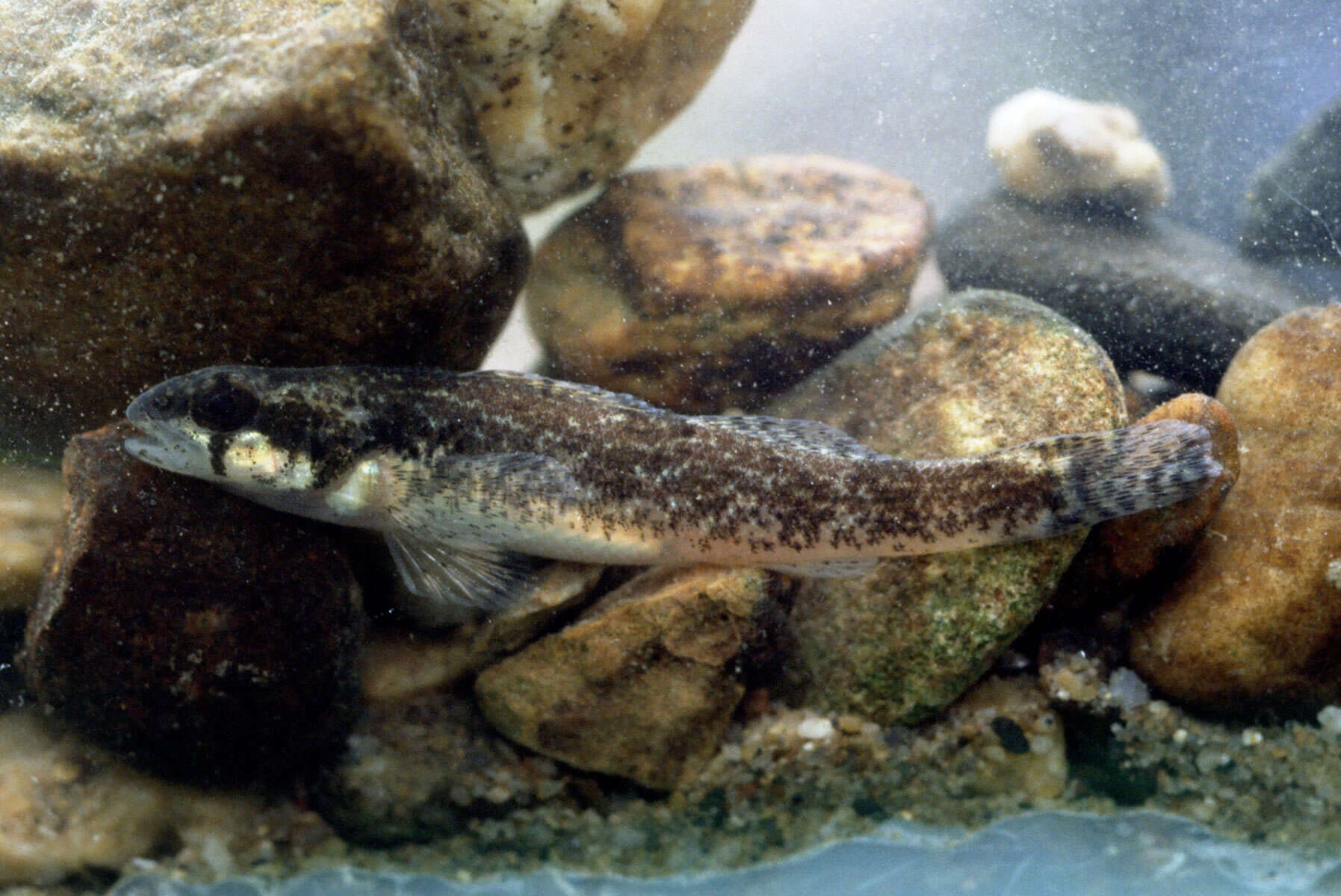 Plancia ëd Etheostoma trisella Bailey & Richards 1963