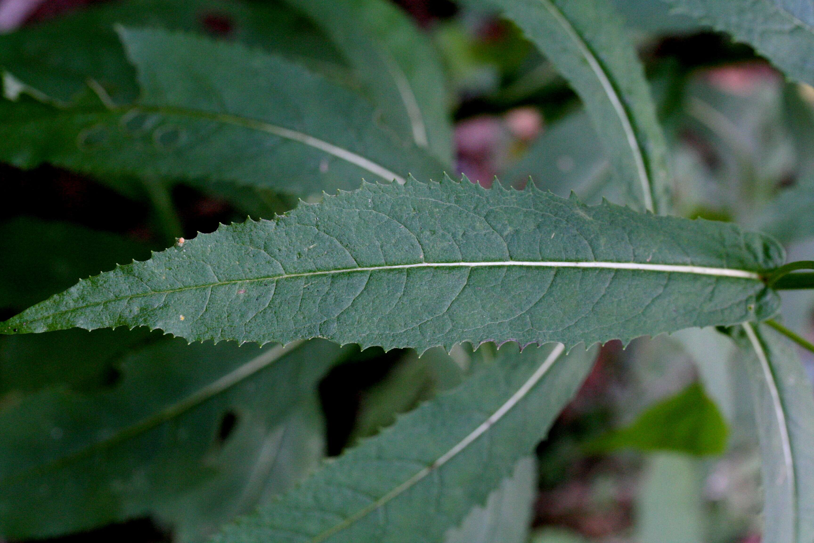 Image of wood ragwort