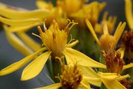 Image of wood ragwort