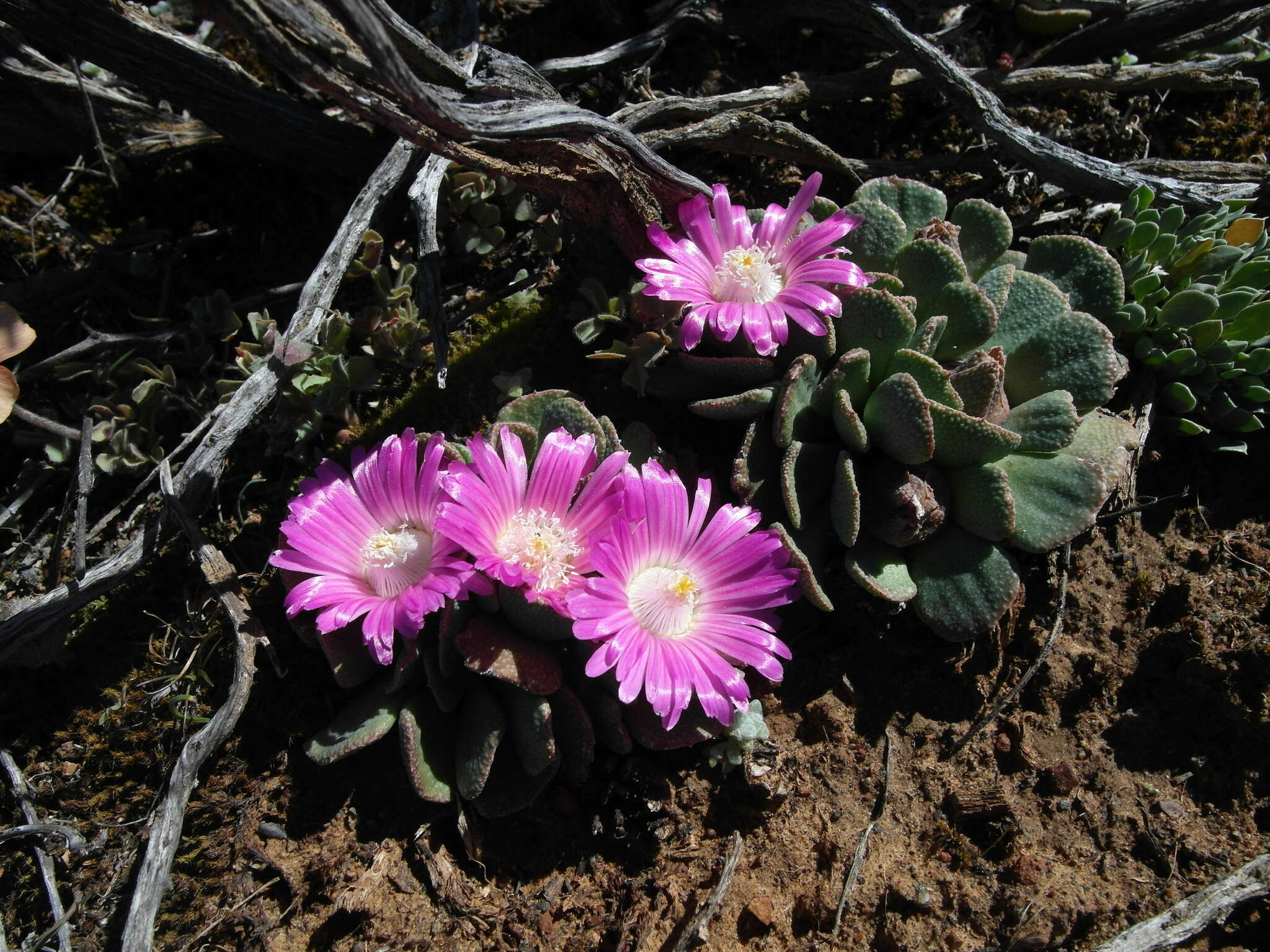 Image of Aloinopsis spathulata (Thunb.) L. Bol.