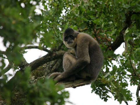 Image of Northern White-cheeked Gibbon