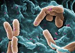 Pseudomonas aeruginosa resmi