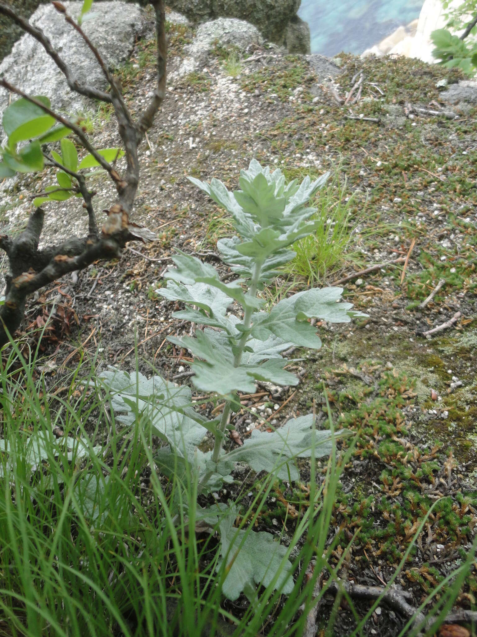 Sivun Artemisia saitoana Kitam. kuva