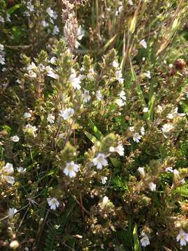 Imagem de Euphrasia officinalis L.