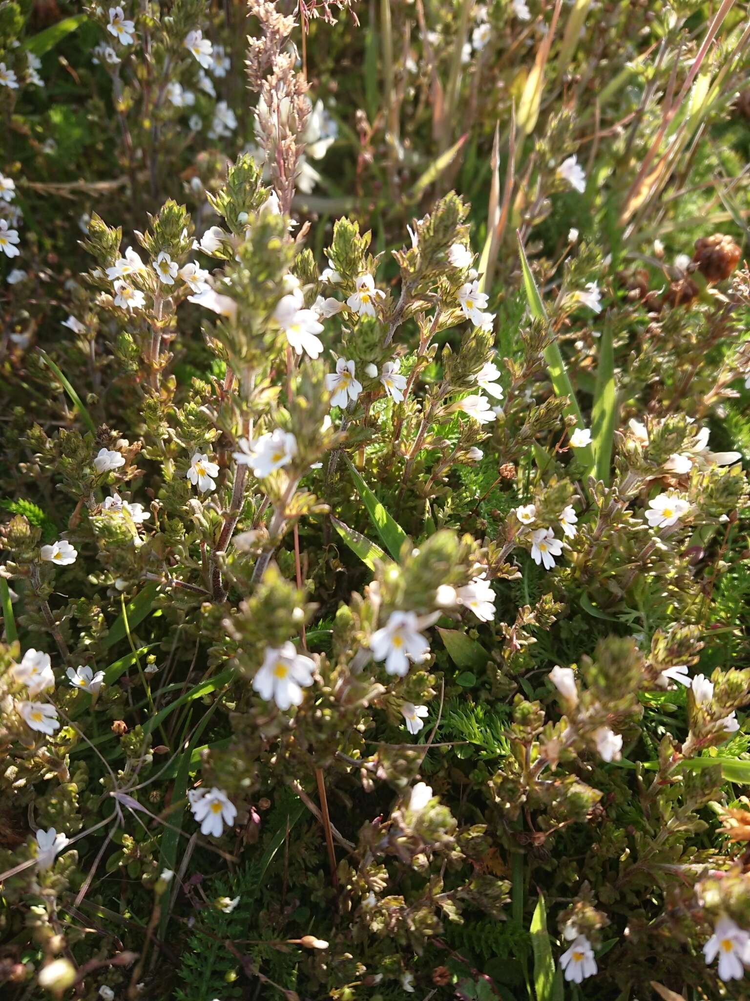 Imagem de Euphrasia officinalis L.