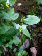 Image of Asiatic dayflower