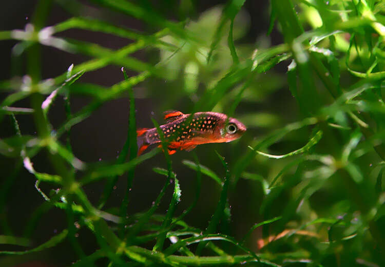 Sivun Danio margaritatus (Roberts 2007) kuva