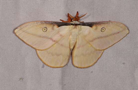 Image de Neodiphthera sulphurea (Lane & Naumann 2003)