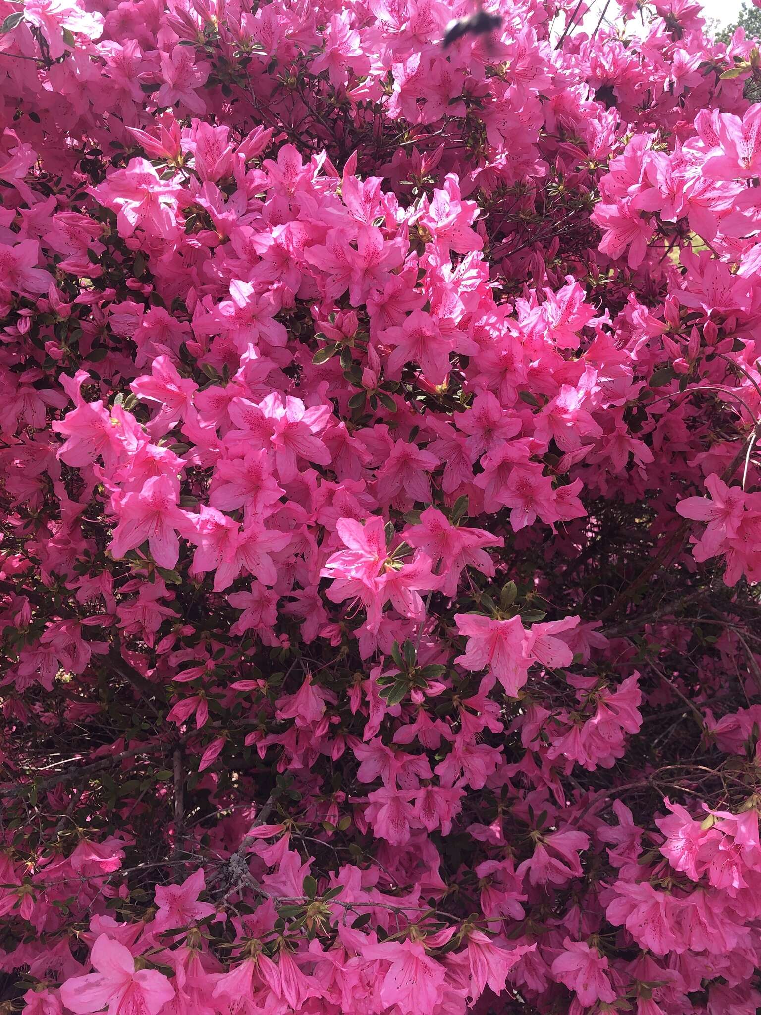 Image de Rhododendron indicum (L.) Sweet