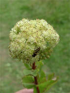 Image of Orpine