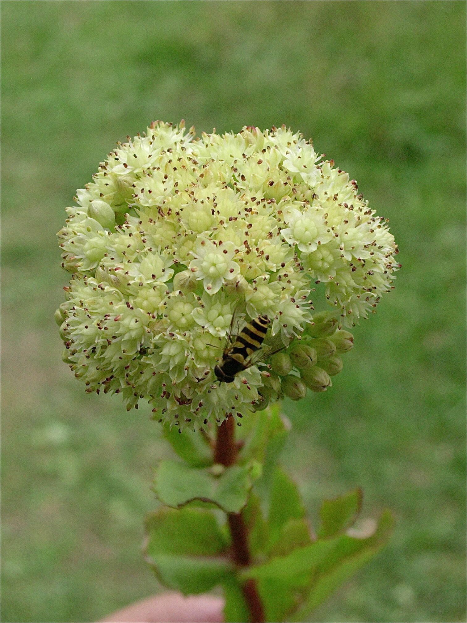 Image of Orpine