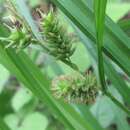 Carex japonica Thunb. resmi