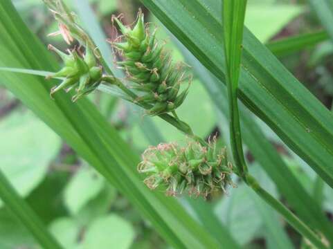 Image of Carex japonica Thunb.