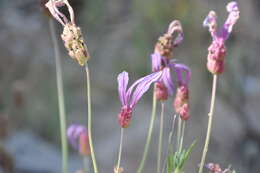 Image of Lavandula pedunculata (Mill.) Cav.