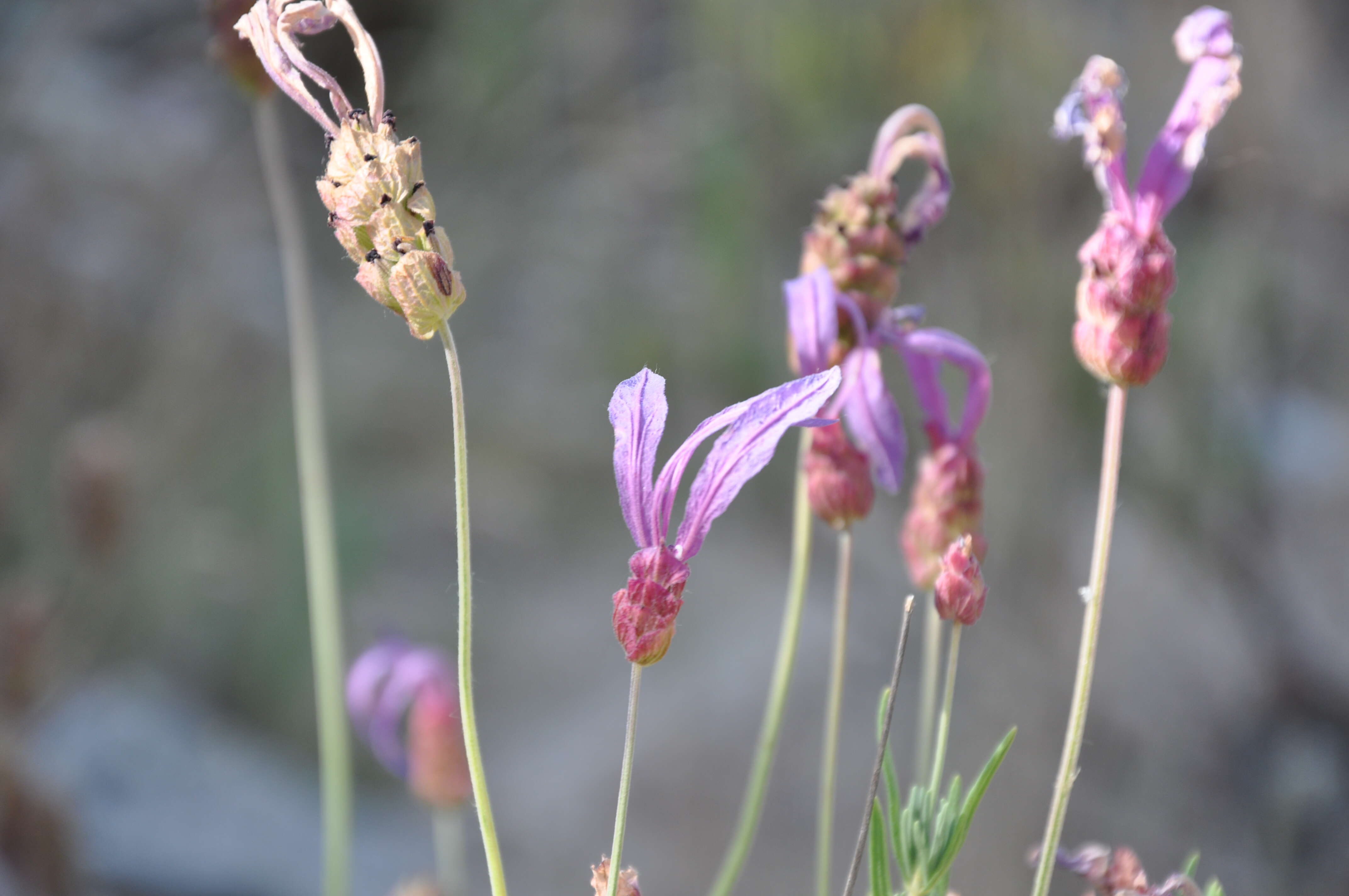 Imagem de Lavandula pedunculata (Mill.) Cav.