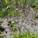 Image of White-Head Bogbutton