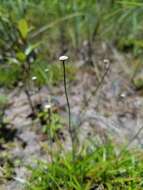 Image de Lachnocaulon anceps (Walter) Morong