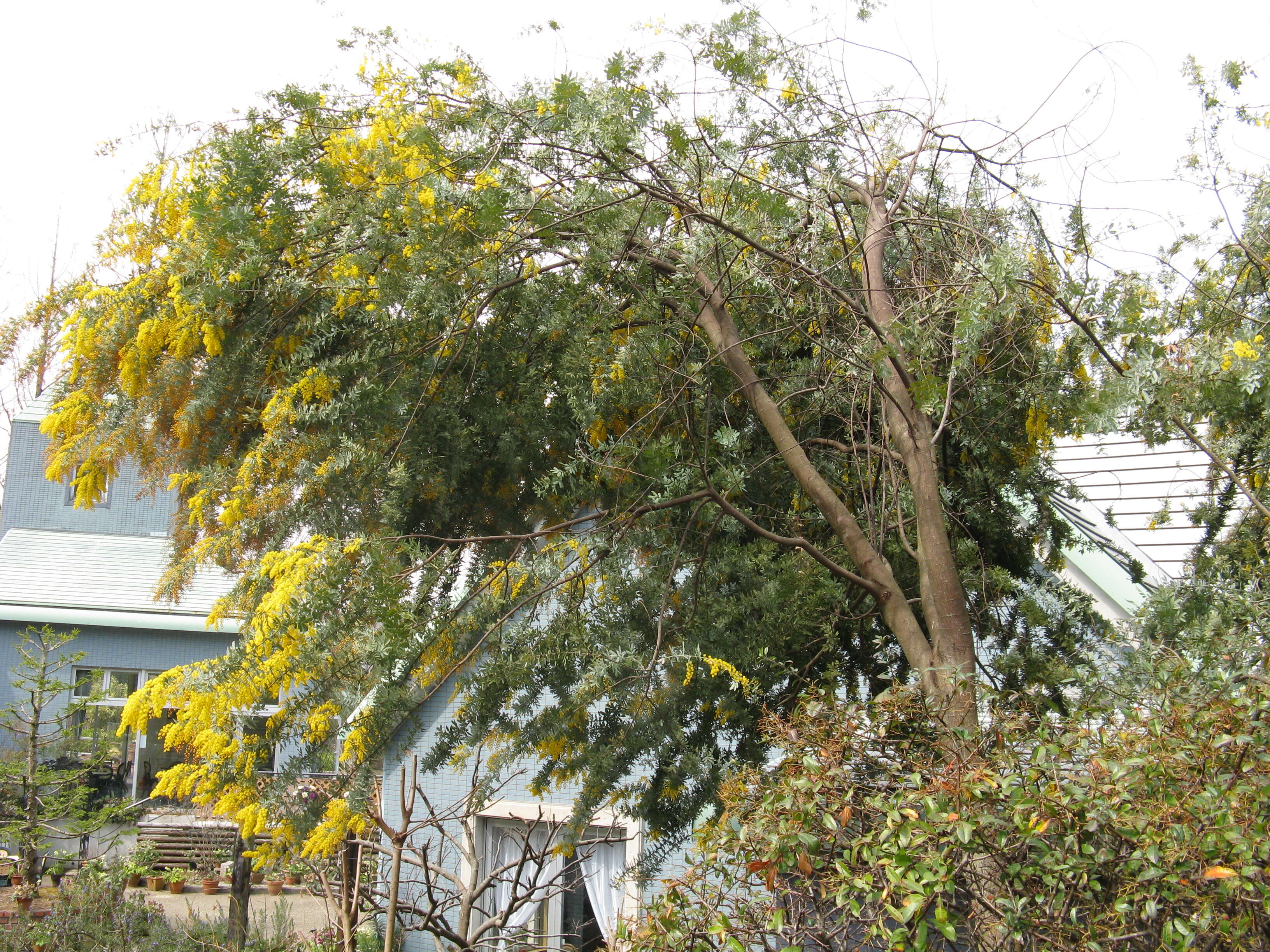 Image of cootamundra wattle