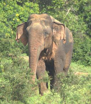 Image of Sri Lankan elephant