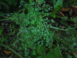 Image of Corydalis ochotensis Turcz.