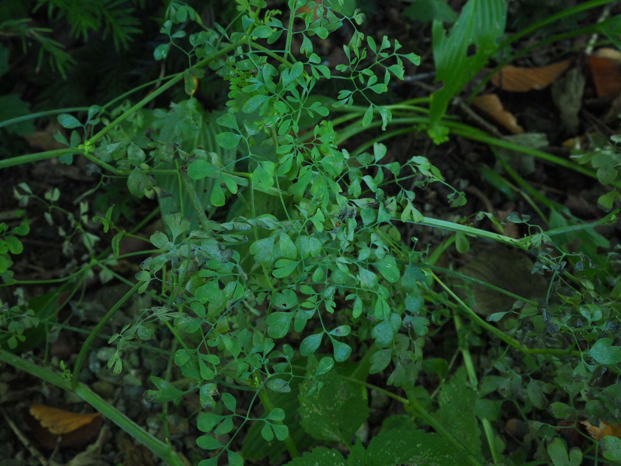 Image of Corydalis ochotensis Turcz.