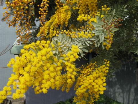 Image of cootamundra wattle