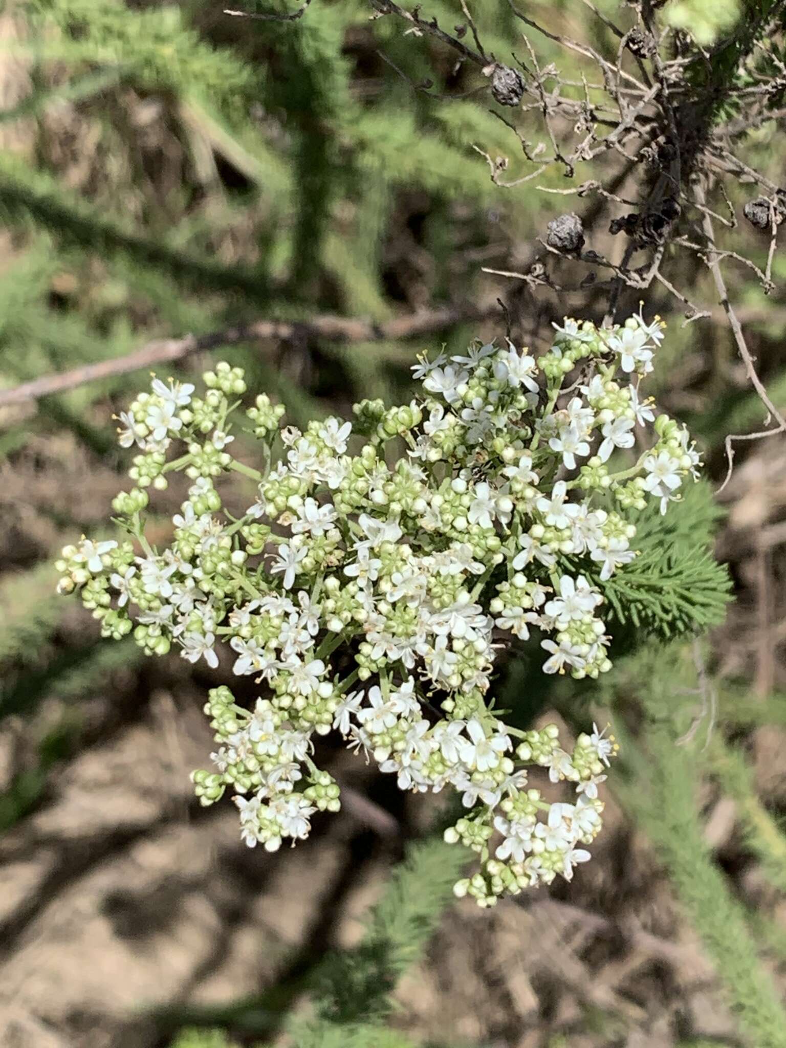 Image of Selago glomerata Thunb.