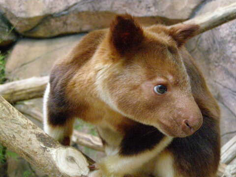 Image of Goodfellow's Tree-kangaroo