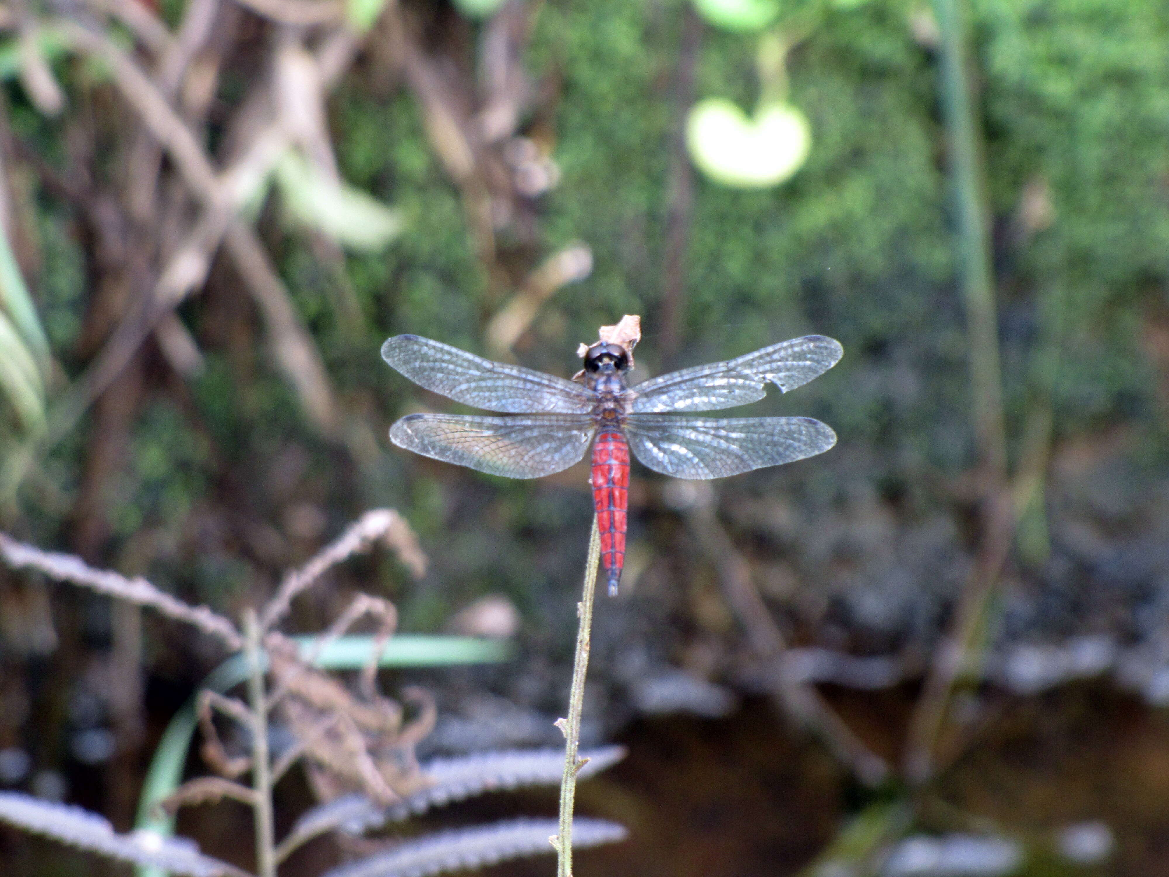 Image of little bloodtail