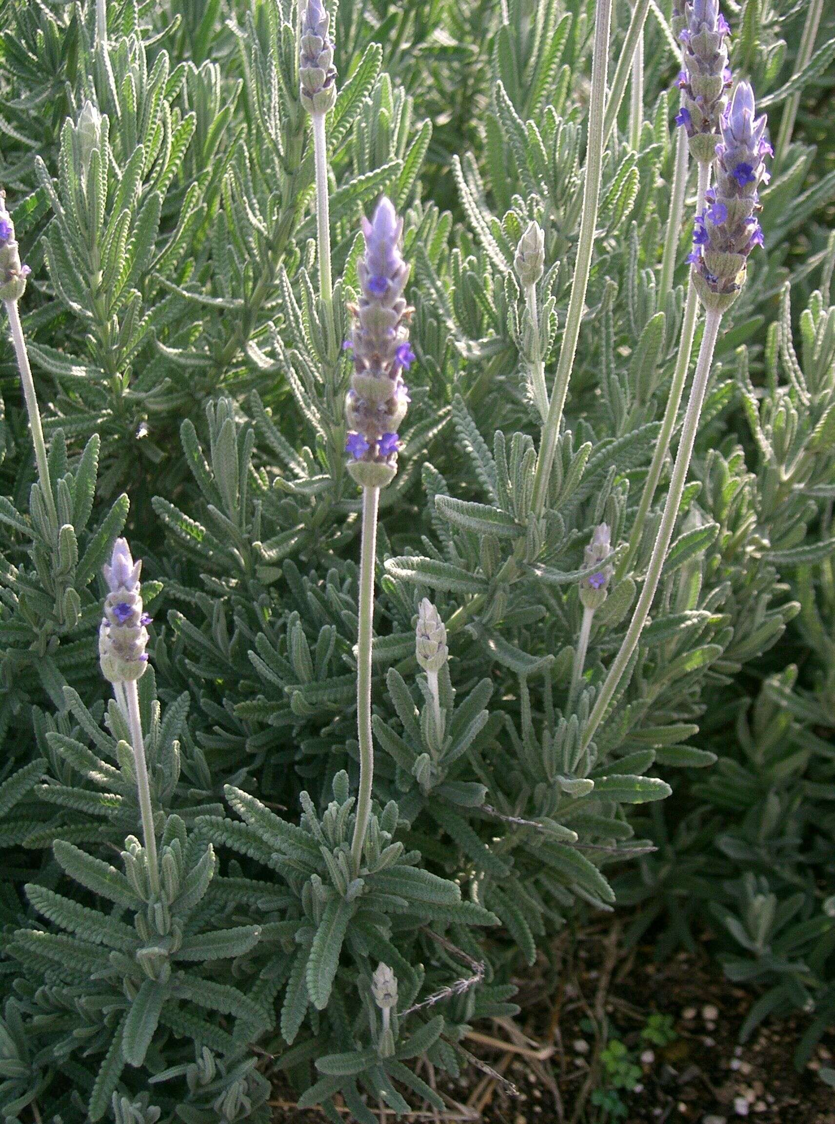 Image of French lavender