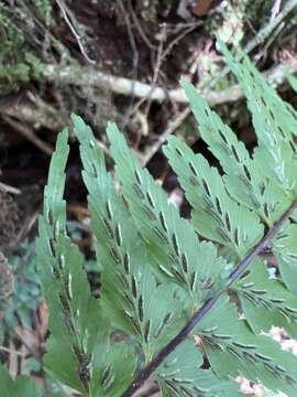 Image of Forest Spleenwort