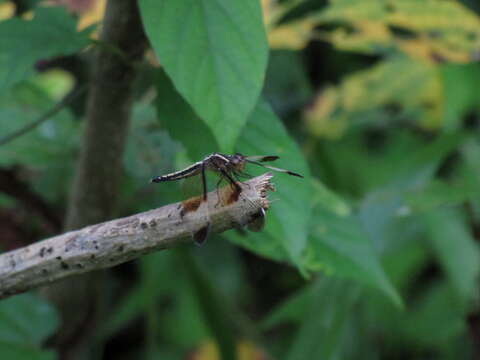 Image of Pied Paddy Skimmer