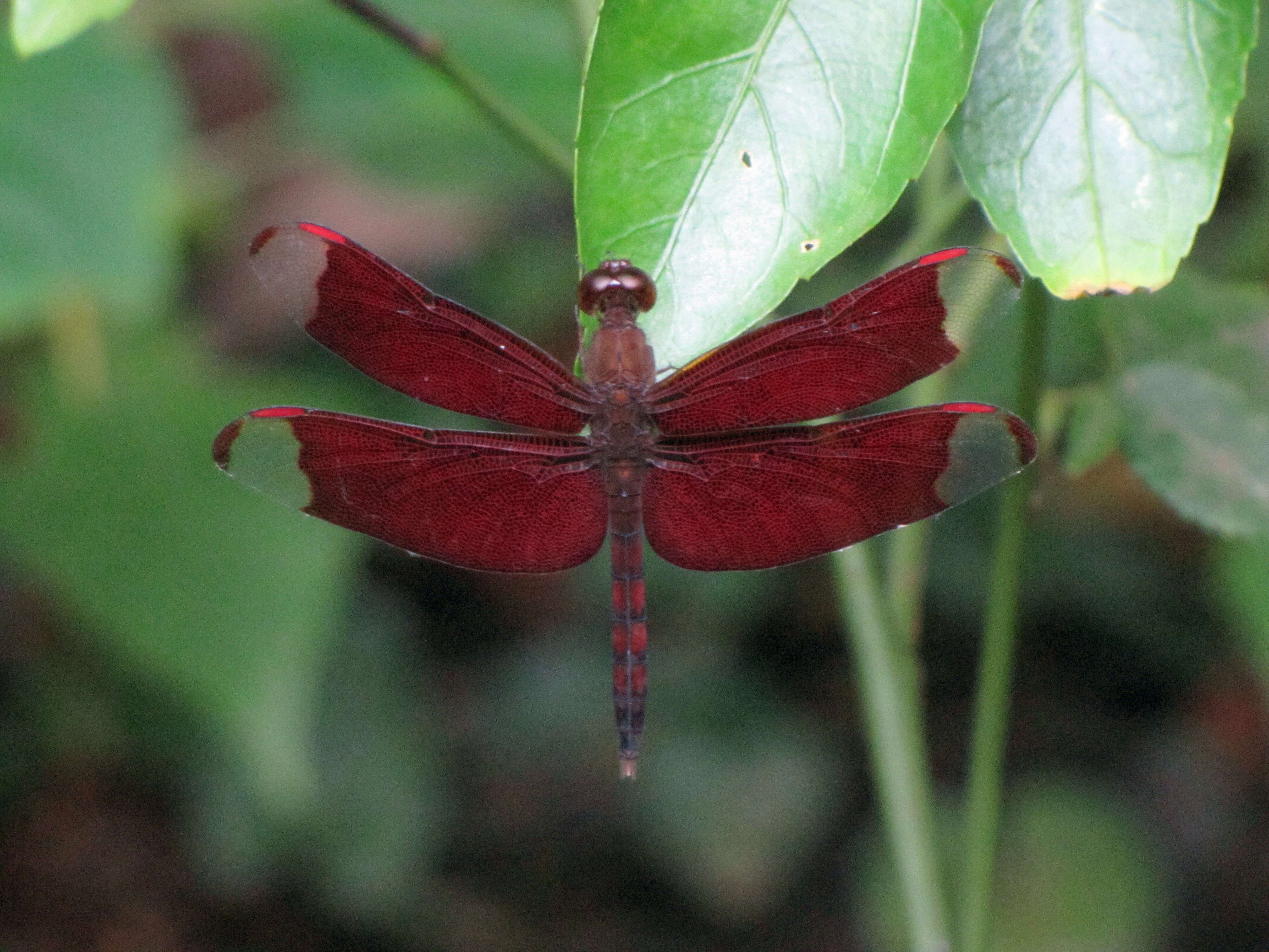 Image of Black Stream Glider