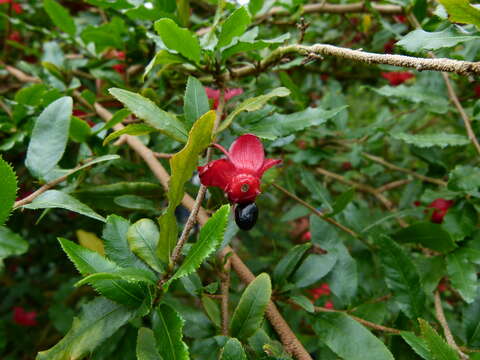 Image of Mickey Mouse plant