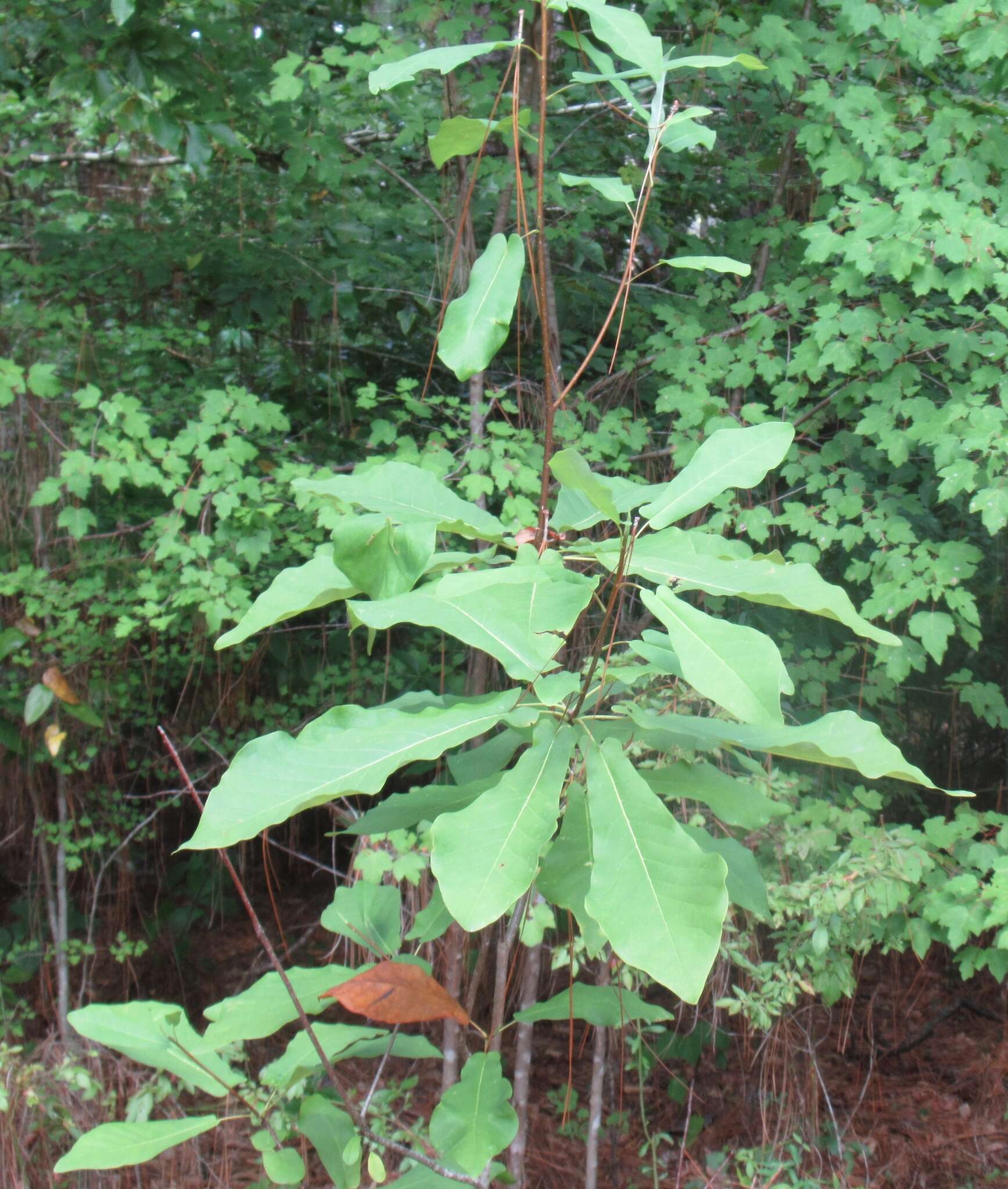 Image of pyramid magnolia