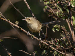 Image of Madagascar Brush-warbler