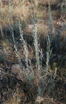 Слика од Artemisia frigida Willd.