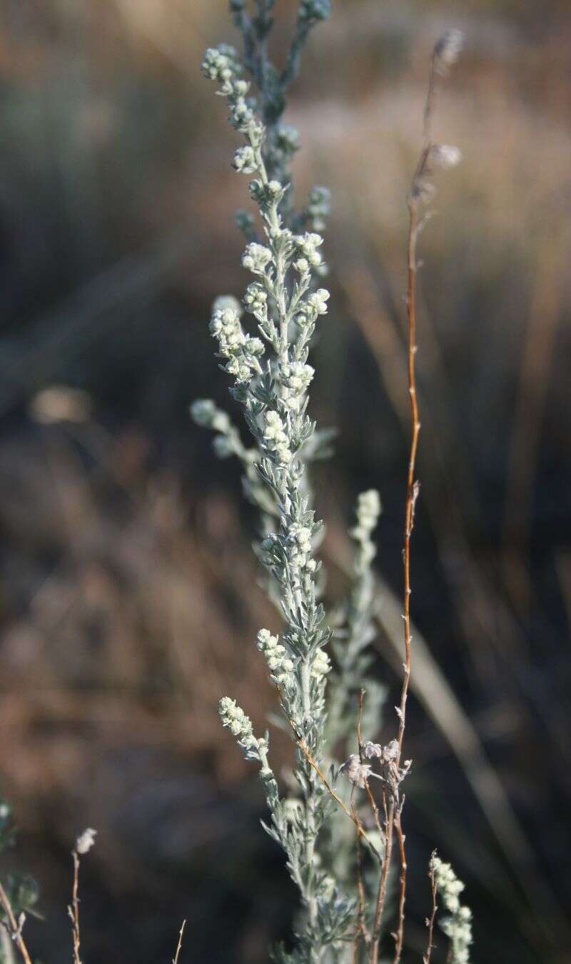 Слика од Artemisia frigida Willd.