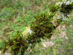 Image of orthotrichum moss