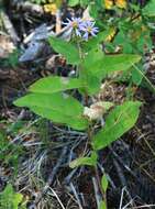 Eurybia conspicua (Lindl.) G. L. Nesom resmi