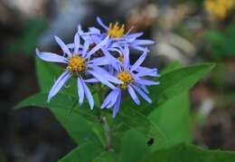 Eurybia conspicua (Lindl.) G. L. Nesom resmi