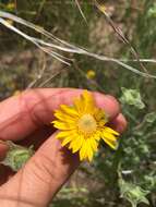 Image of Rutter's false goldenaster