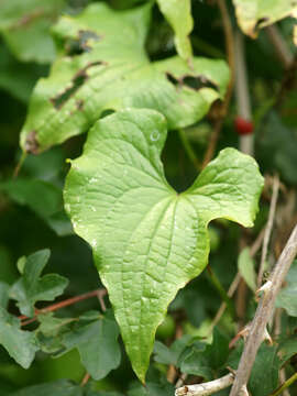 Image of Dioscorea communis (L.) Caddick & Wilkin