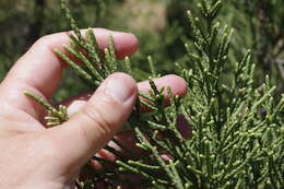 صورة Melaleuca foliolosa A. Cunn. ex Benth.