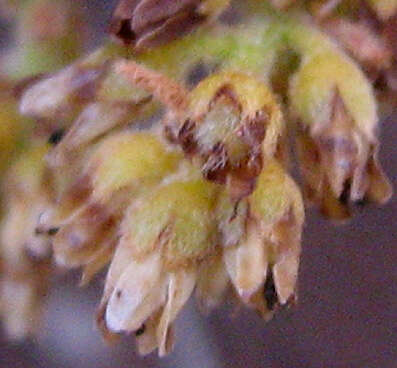 Image of Euclea natalensis subsp. angustifolia F. White