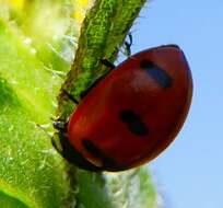 صورة Coccinella transversoguttata Faldermann 1835