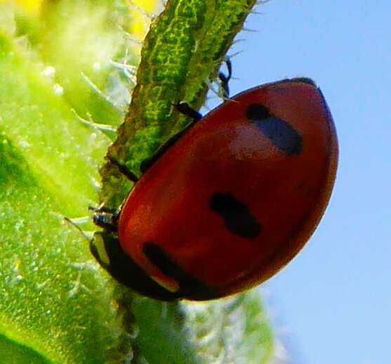 صورة Coccinella transversoguttata Faldermann 1835